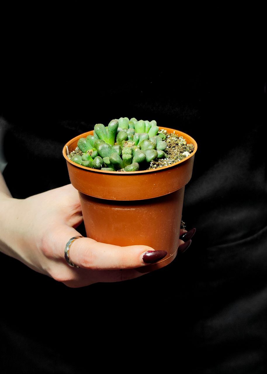 Алоинопсис Шунеса (Aloinopsis Schooneesii) D8,5см