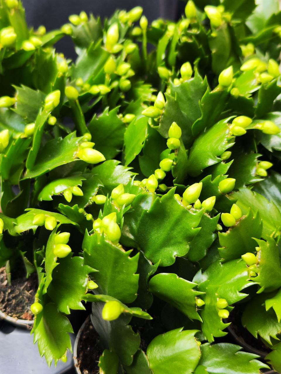 Декабрист Белый, или Шлюмбергера (Schlumbergera Tendenza White) D6см