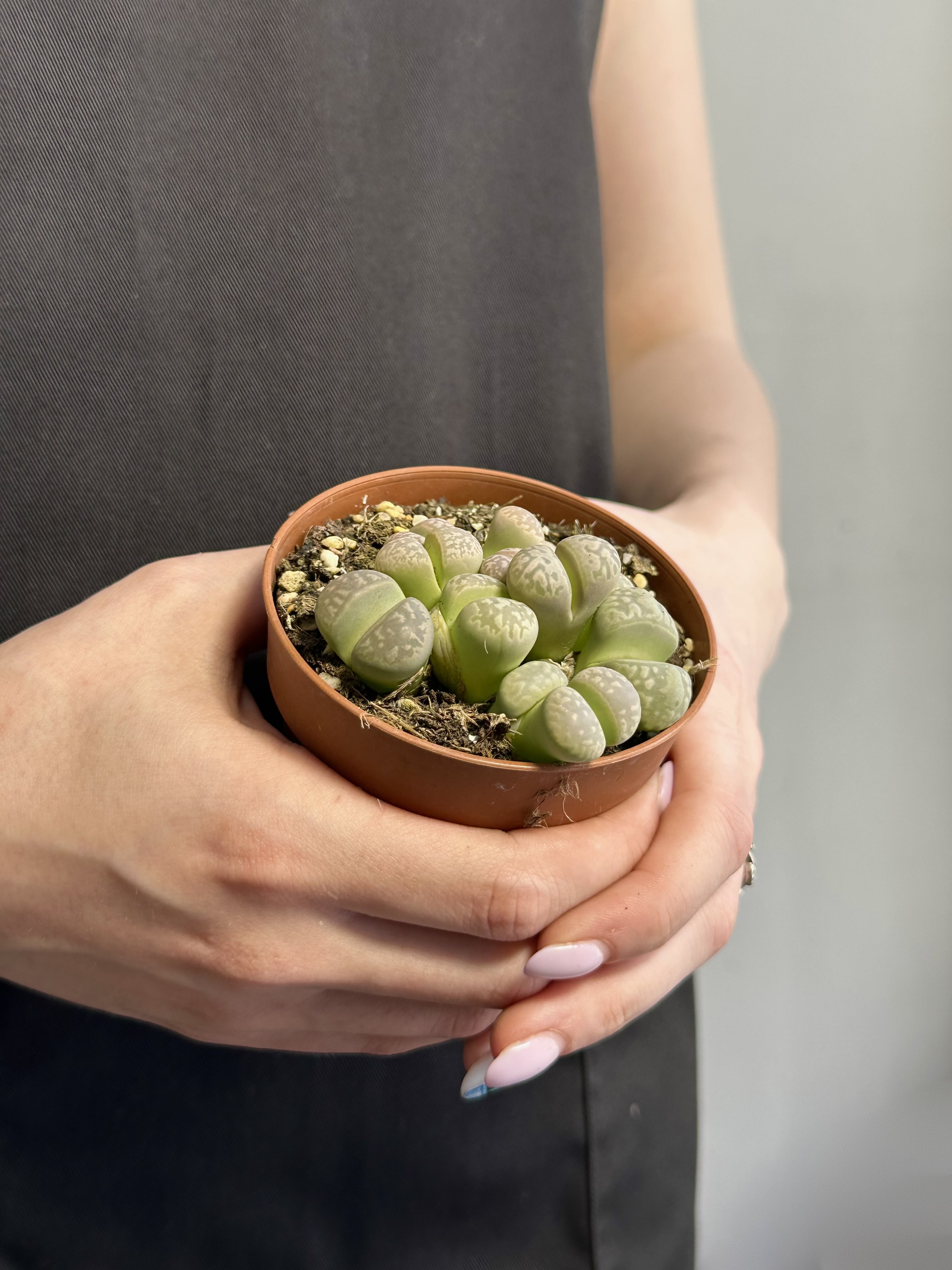 Литопсы Грин (Lithops Green Group) D8см