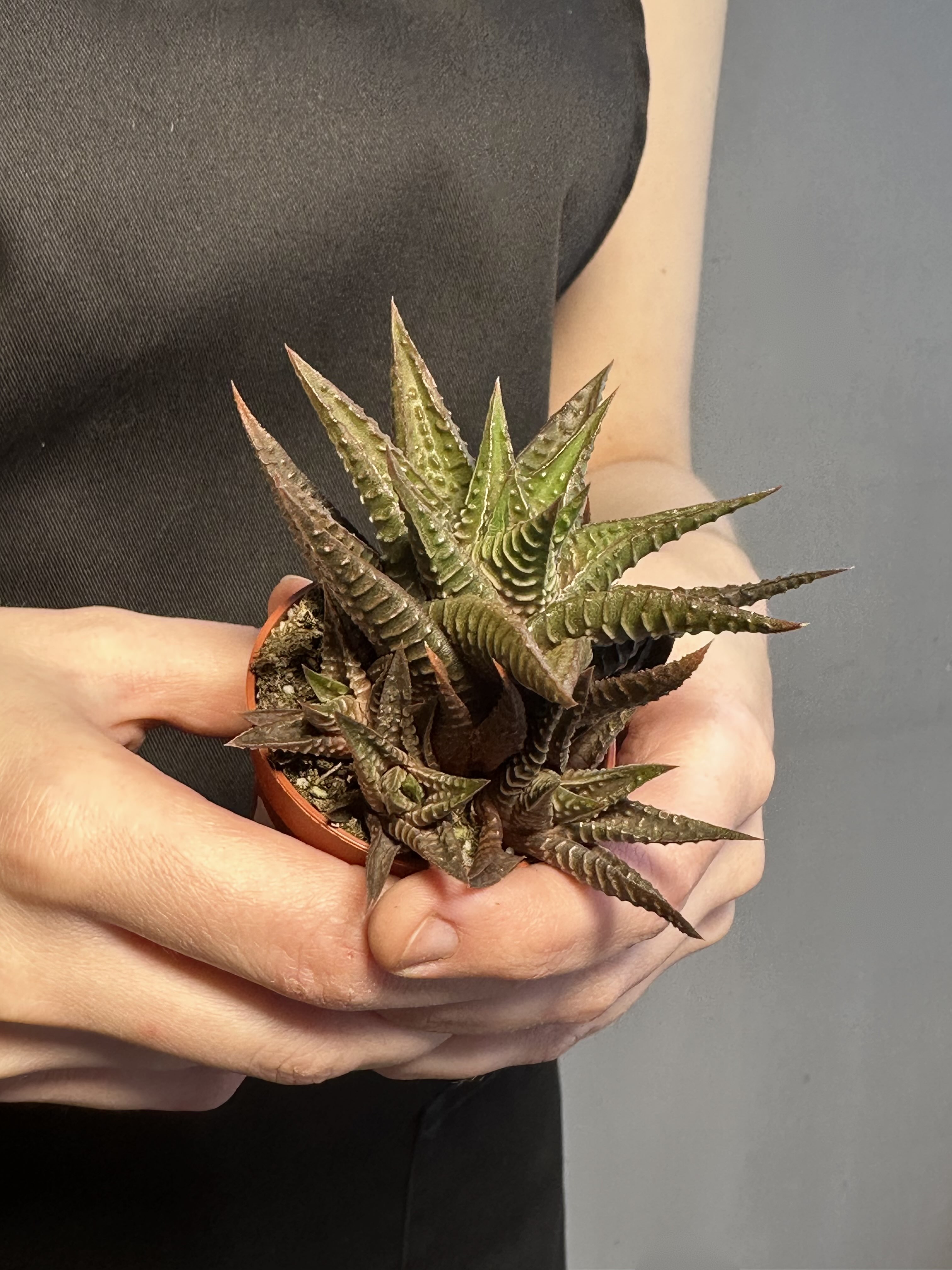 Хавортия Лимифолия (Haworthia Limifolia) D5см