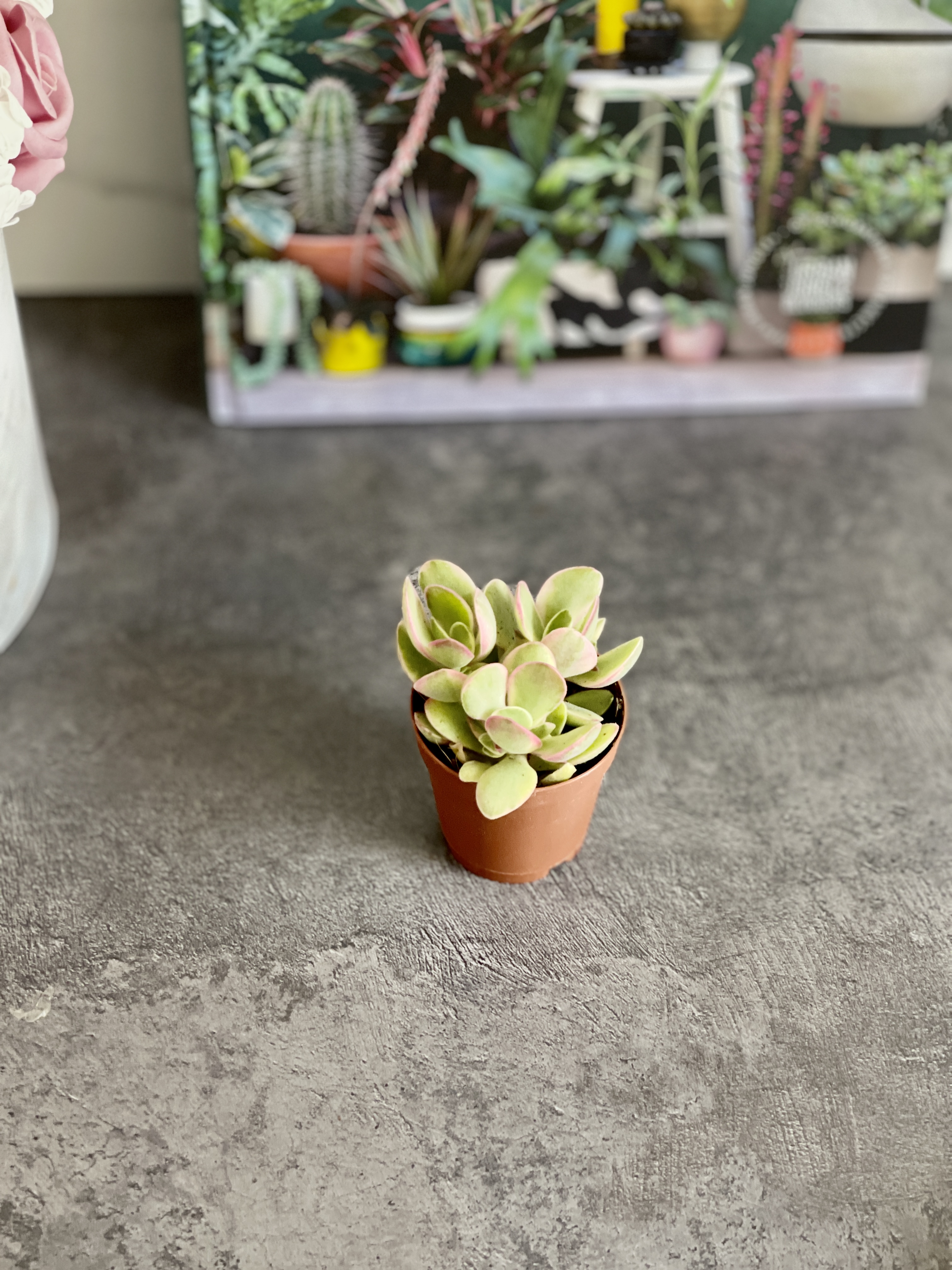 Крассула Мани Мейкер Вариегатная (Crassula Moneymaker Varigated) D5см