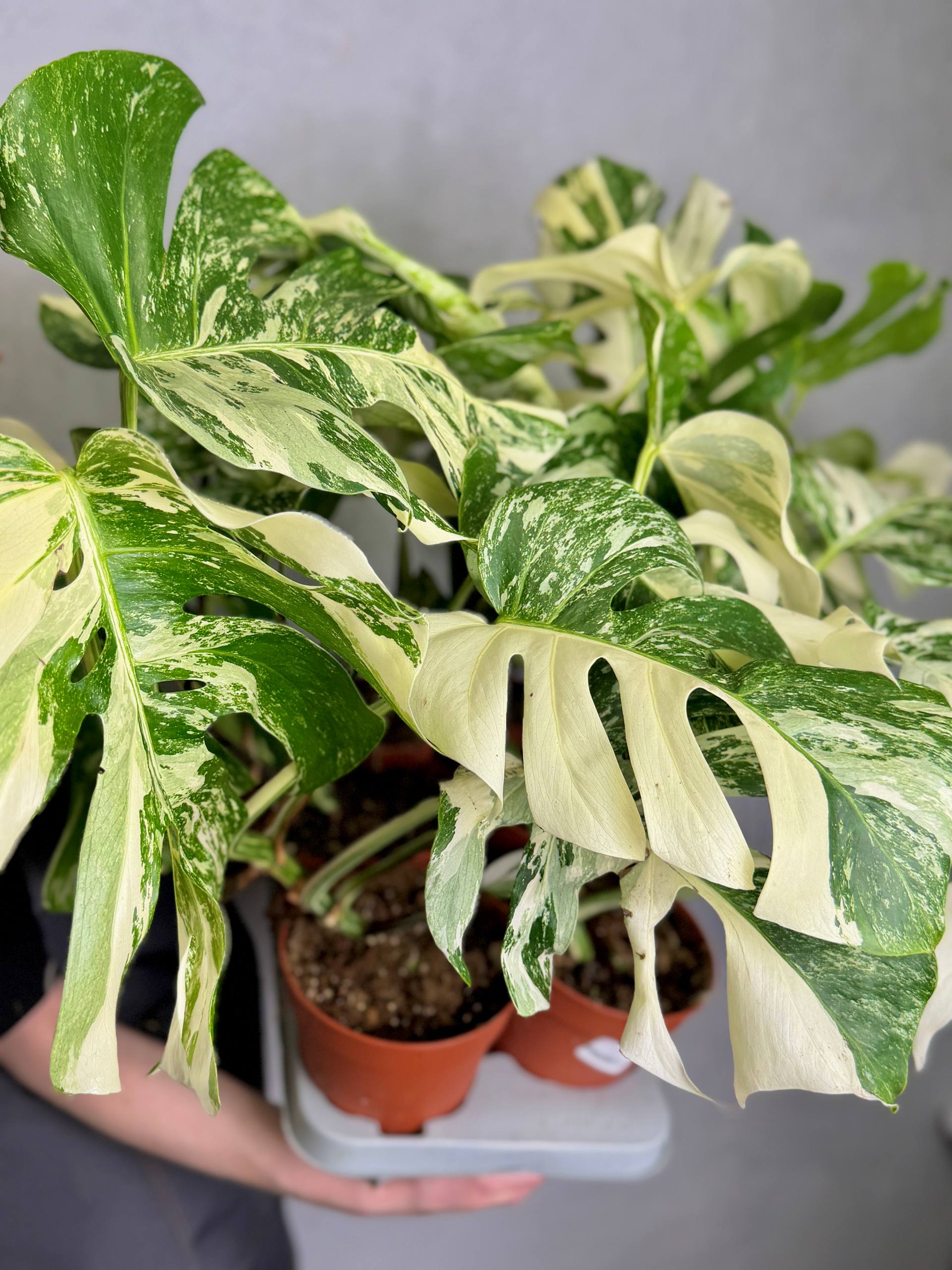 Монстера Деликатесная Супер Альба Вариегатная (Monstera Deliciosa Variegata Super White) D15см