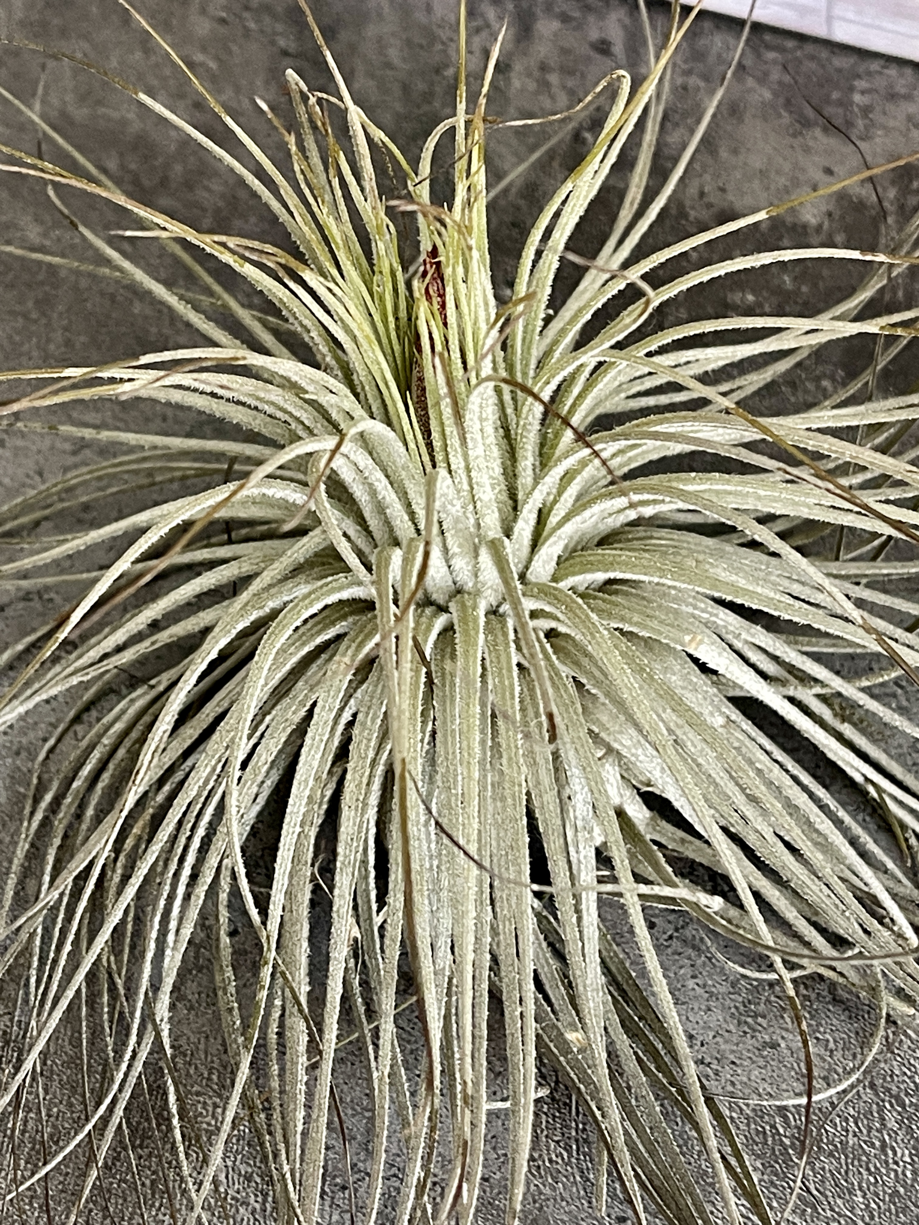 Тилландсия Магнусиана (Tillandsia Magnusiana)