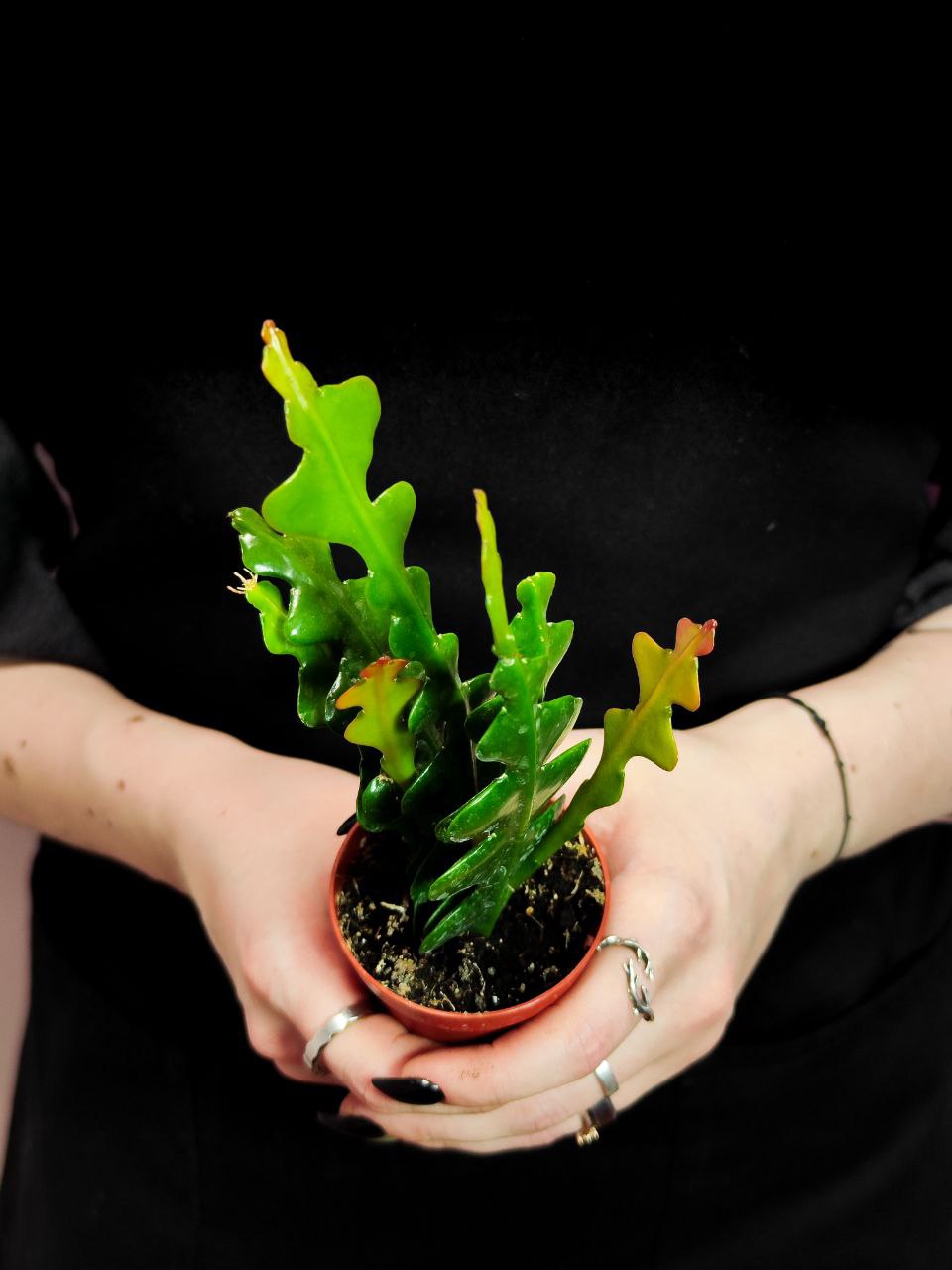 Эпифиллум Ангулигер Фишбон Кактус (Epiphyllum Anguliger "Fishbone Cactus") D6см