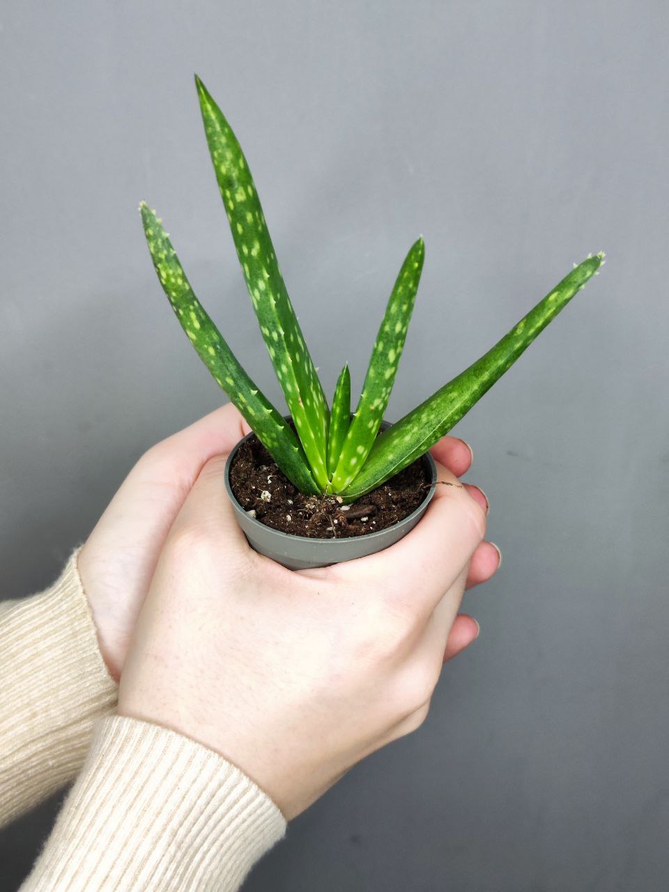 Алоэ Вера (Aloe Vera) D5см