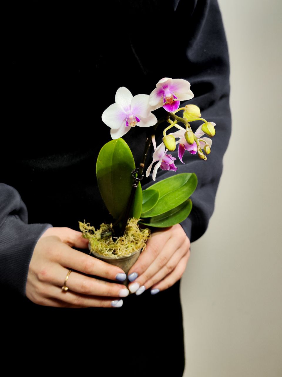 Орхидея Фаленопсис Мини Мэджик (Phalaenopsis Multiflora Magic) D6см