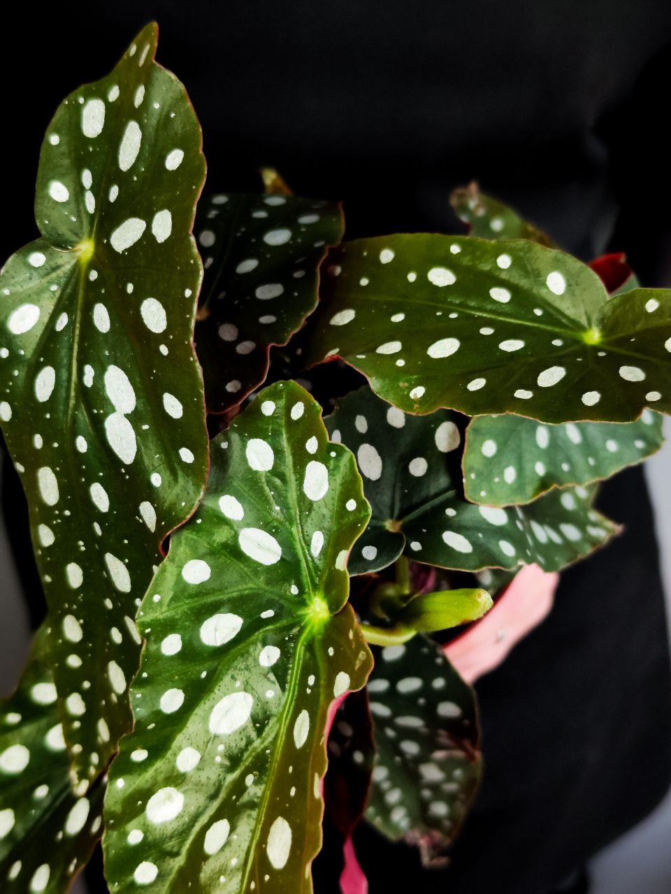 Бегония Пятнистая, или Бегония Макулата (Begonia Maculata) D12см
