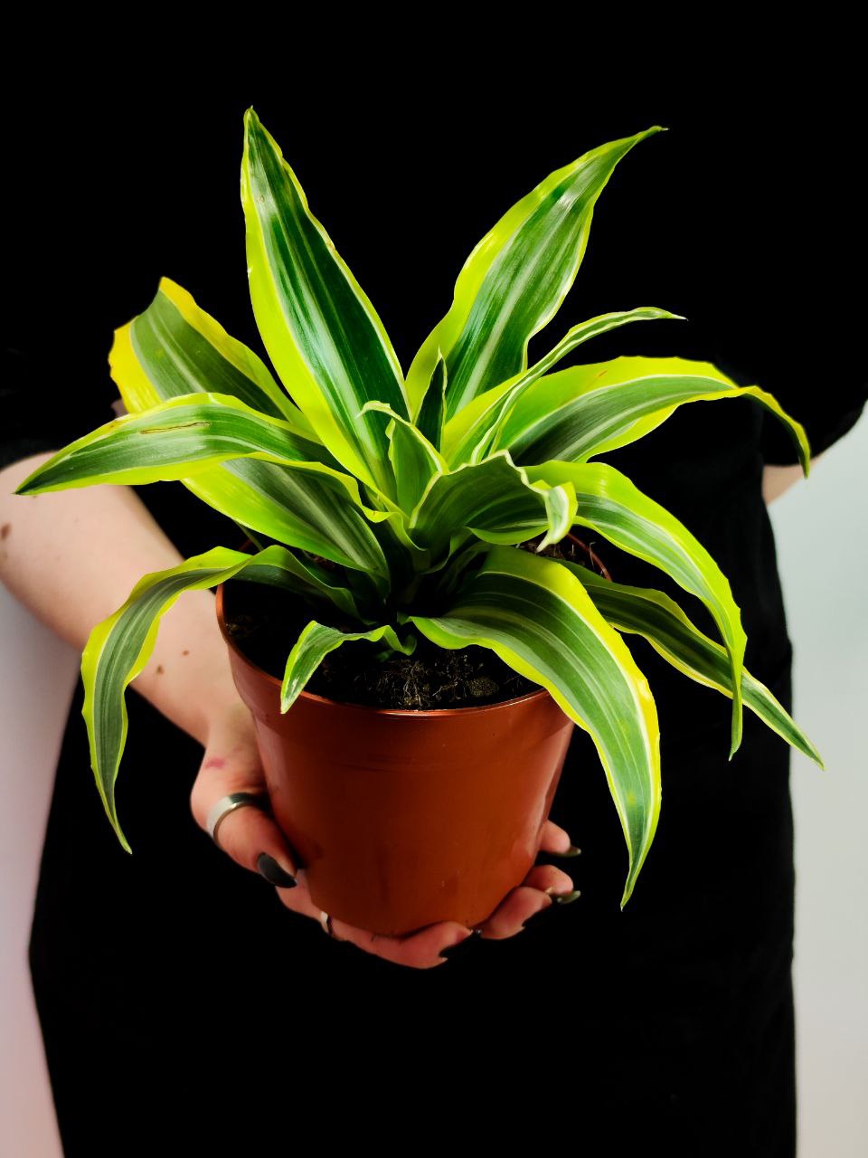 Драцена Лемон Лайм (Dracaena Fragrans Lemon Lime) D12см