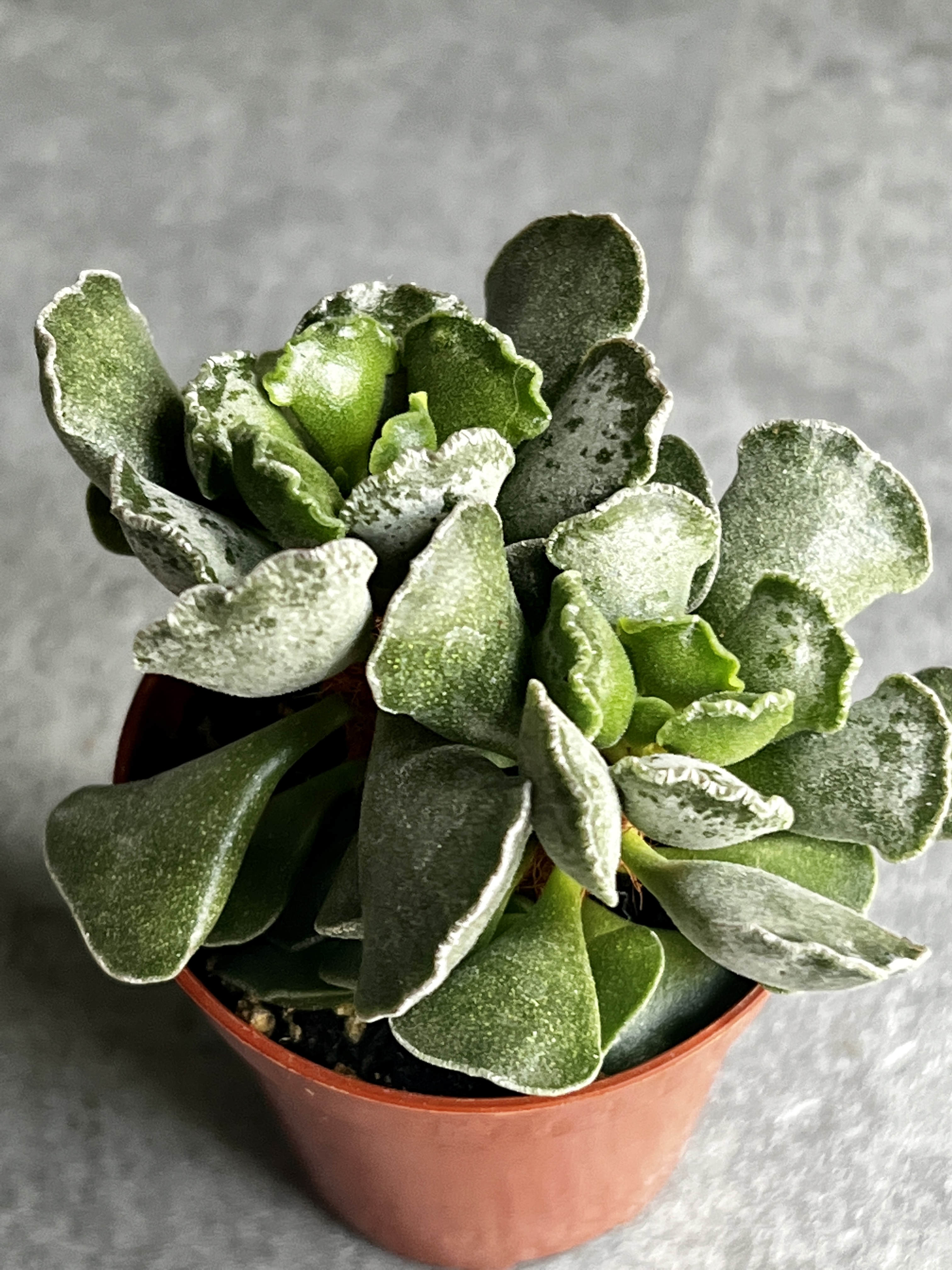 Адромискус Гребенчатый (Adromischus Cristatus) D5см