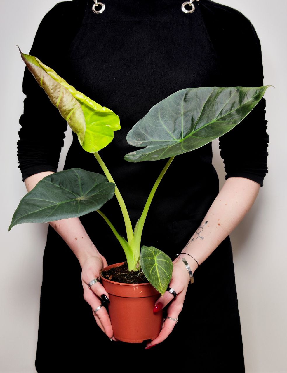 Алоказия Регал Шилдс (Alocasia ‘Regal Shields) D12см