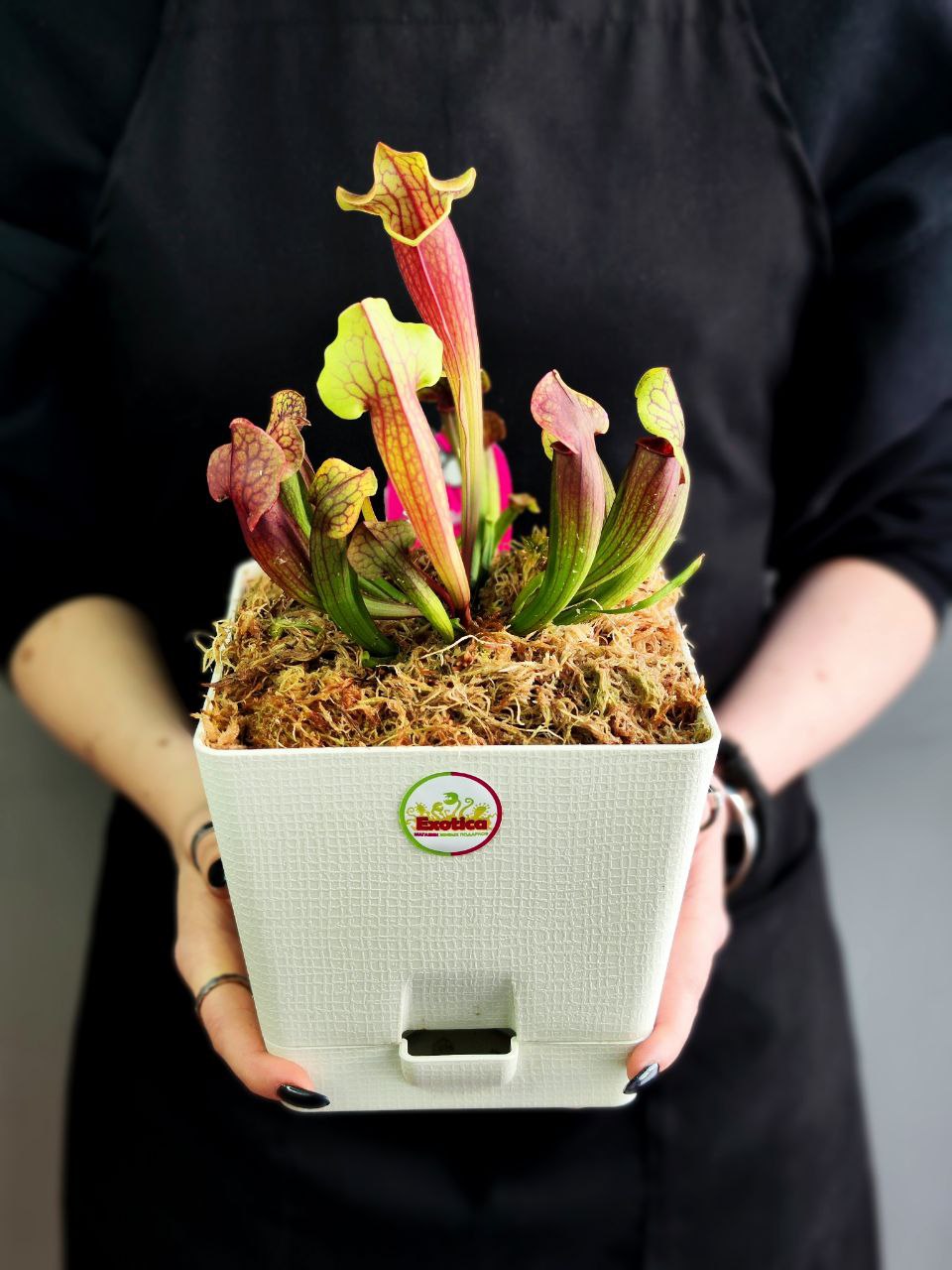 Саррацения Тесс (Sarracenia Tess) пересаженная D15см