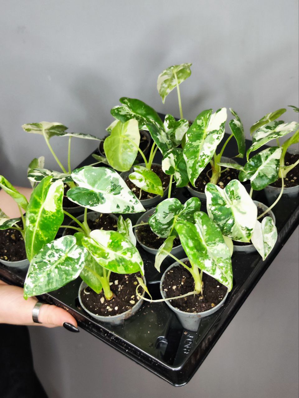 Алоказия Мишольца Фрайдек Вариегатная (Alocasia Frydek Variegata) D6см