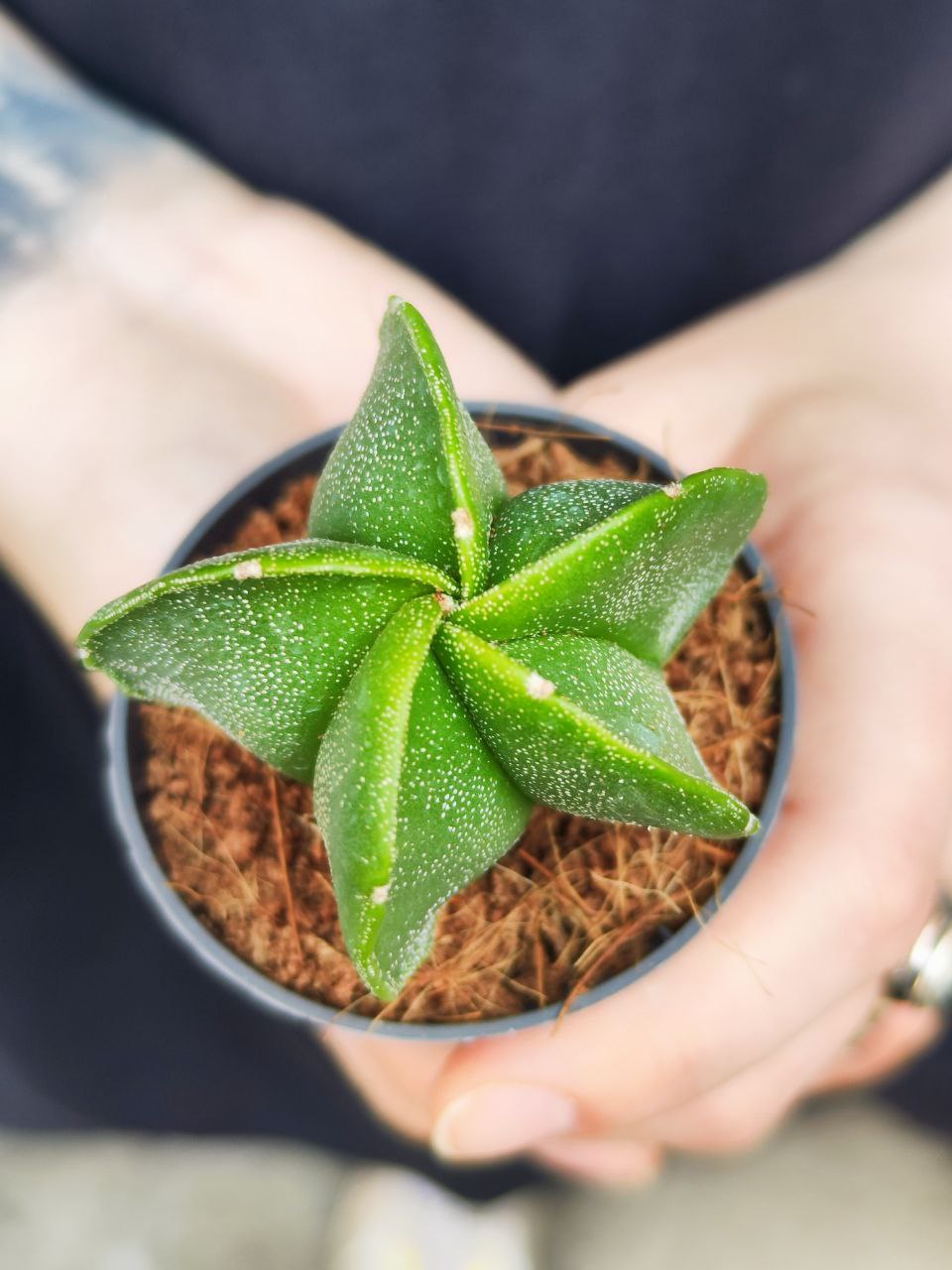 Астрофитум Многорыльцевый (Astrophytum Myriostigma) D5см