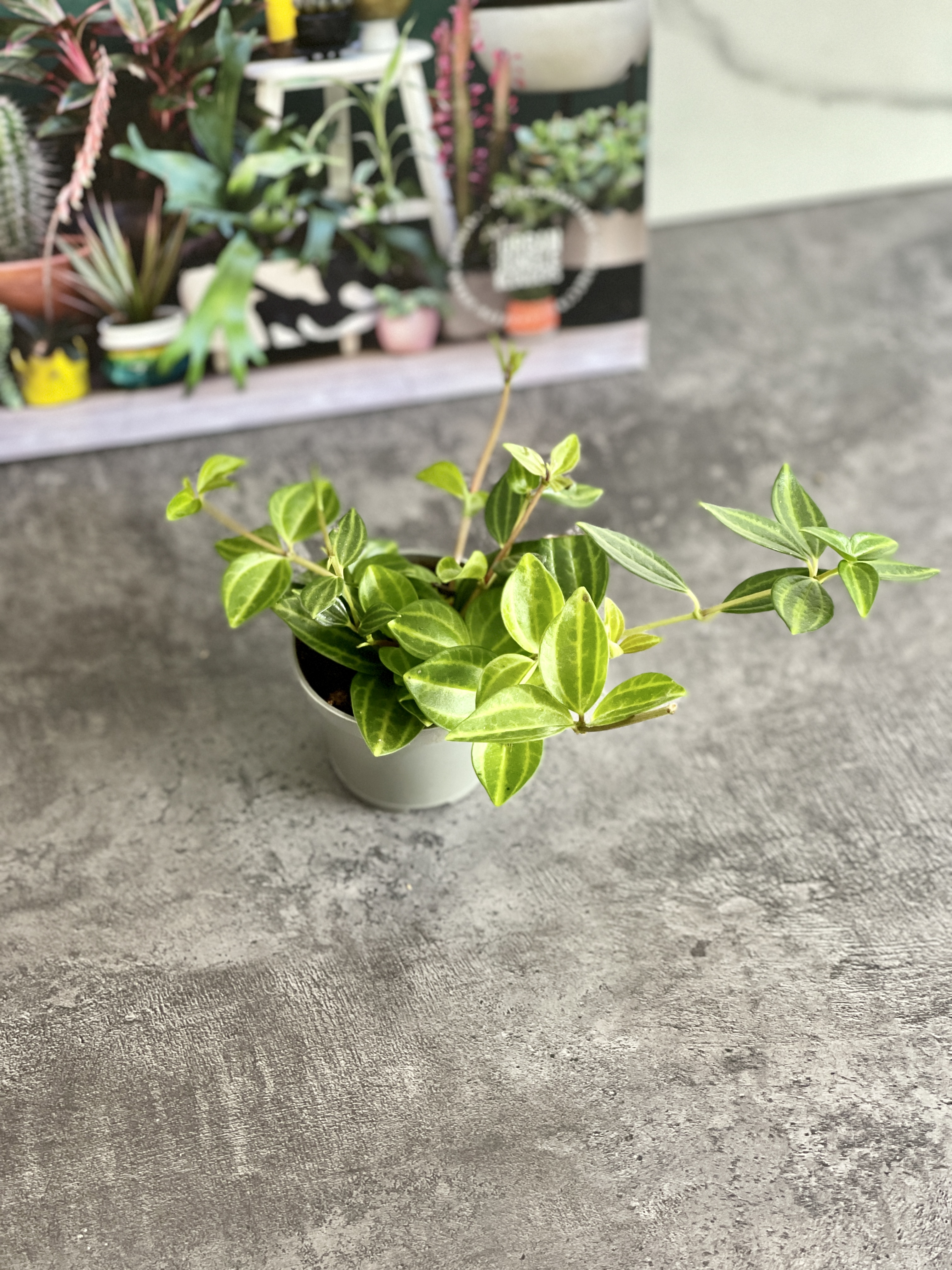 Пеперомия Ангулата Страйб (Peperomia Angulata Stribe) D5см