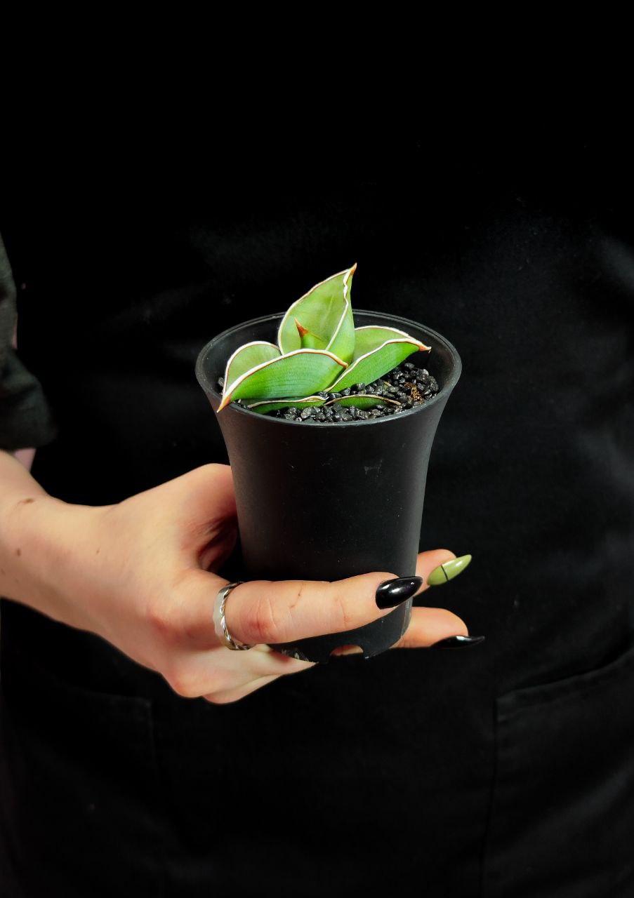 Сансевиерия Альмонд Сильвер (Sansevieria Almond Silver) D7,5см