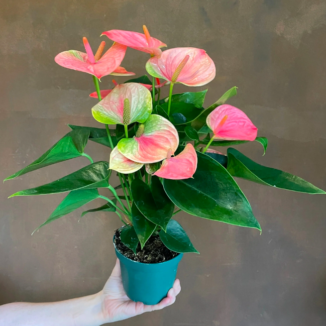 Антуриум Свит Дрим (Anthurium Sweet Dream) D9см