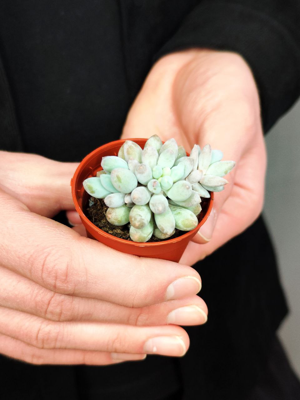 Пахифитум Мачуковый (Pachyphytum Machucae) D5см