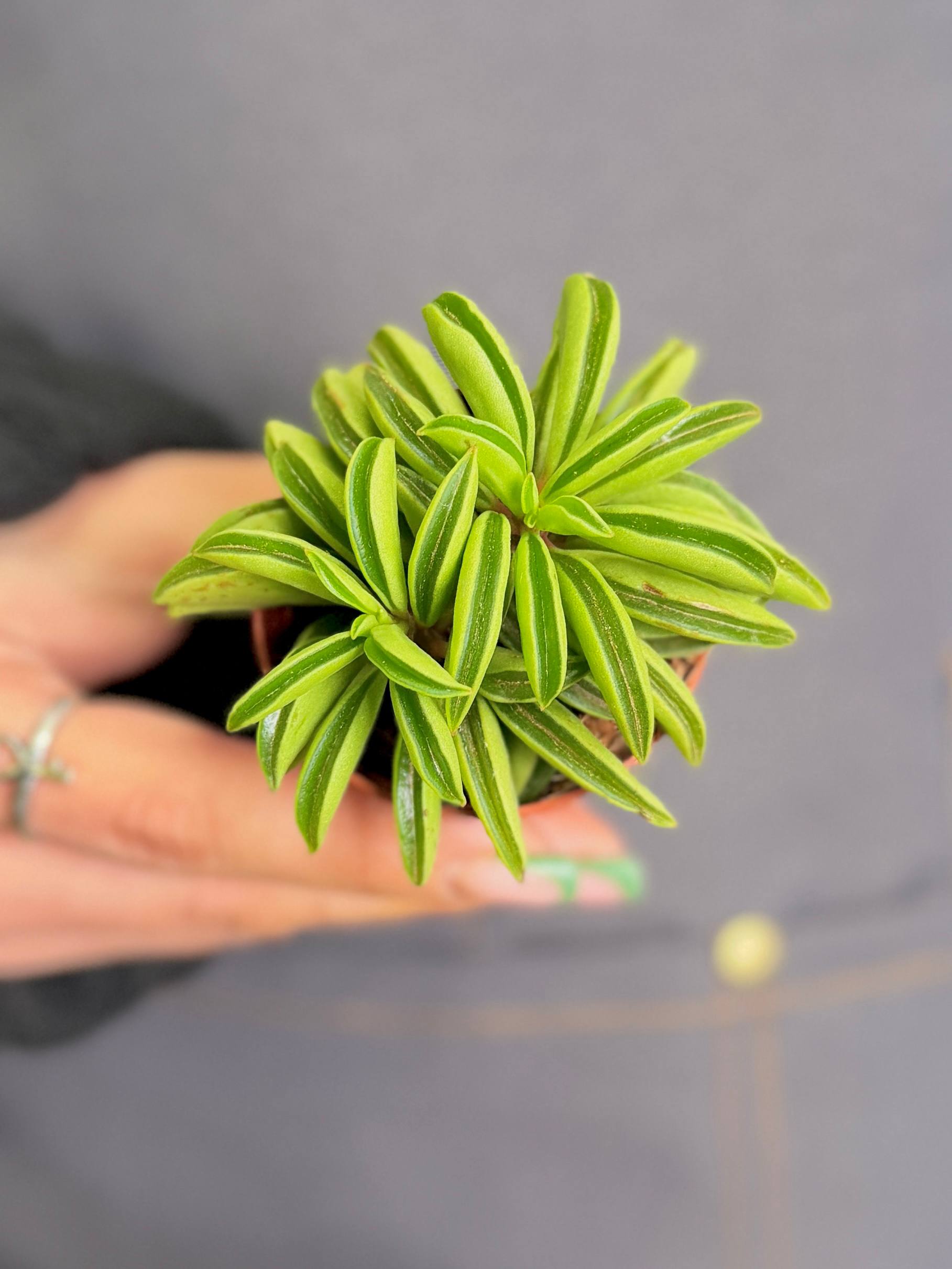 Пеперомия Долотовидная, или Долабриформис (Peperomia Dolabriformis) D5см