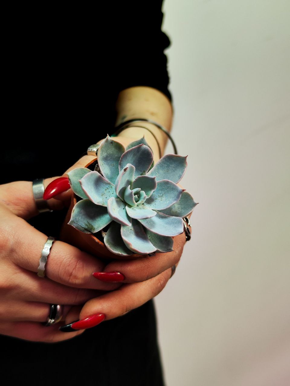 Эхеверия Пекокка (Echeveria Peacockii) D5см