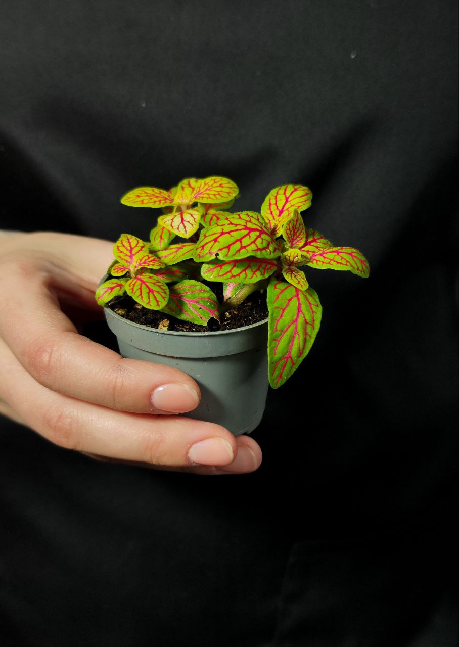 Фиттония Скелетон Вершаффельта (Fittonia Verschaffeltii Skeleton) D5см