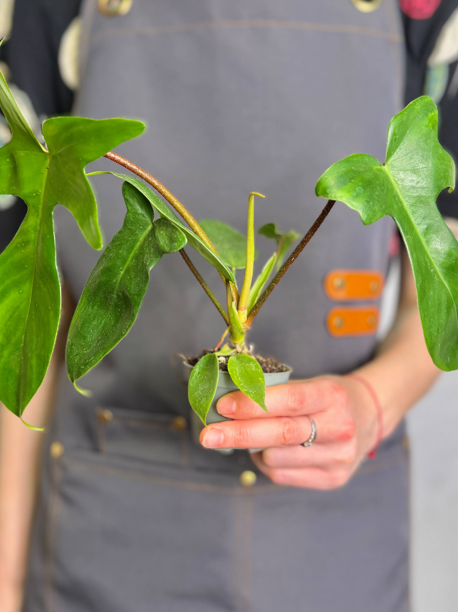 Филодендрон Майо (Philodendron Mayoi) D6см