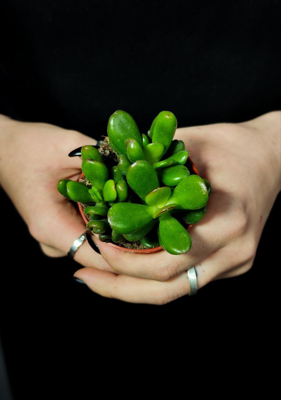 Крассула Конволюта (Crassula Convoluta) D5см