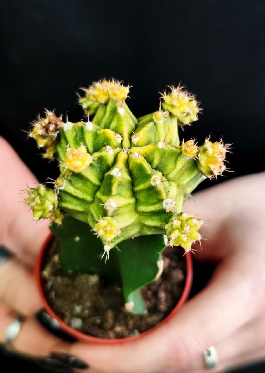Кактус Гимнокалициум Михановича Зеленый (Gymnocalycium Mihanovichii Green) D5см