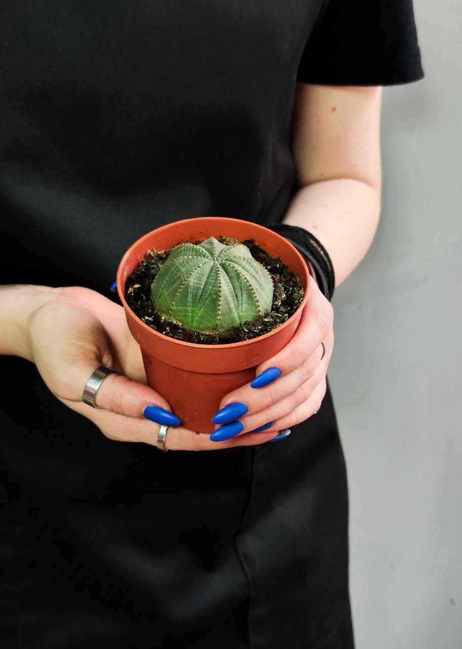 Молочай Тучный (Euphorbia Obesa) D8,5см