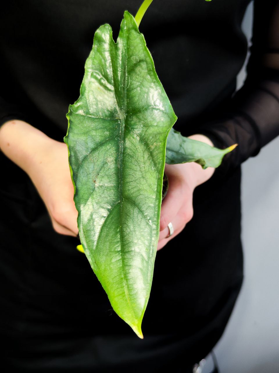 Алоказия Хетерофилла Дыхание Дракона (Alocasia Heterophylla Dragon’s Breath) D6см