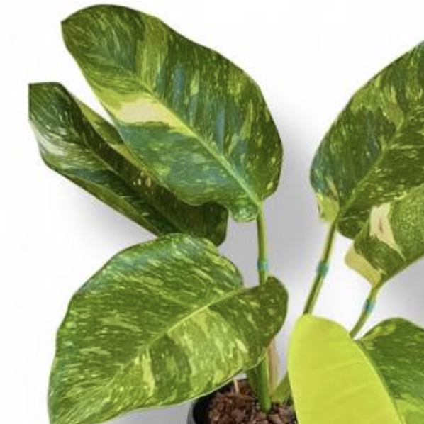 Филодендрон Грин Конго Вариегата (Philodendron Green Congo Variegata) D6см
