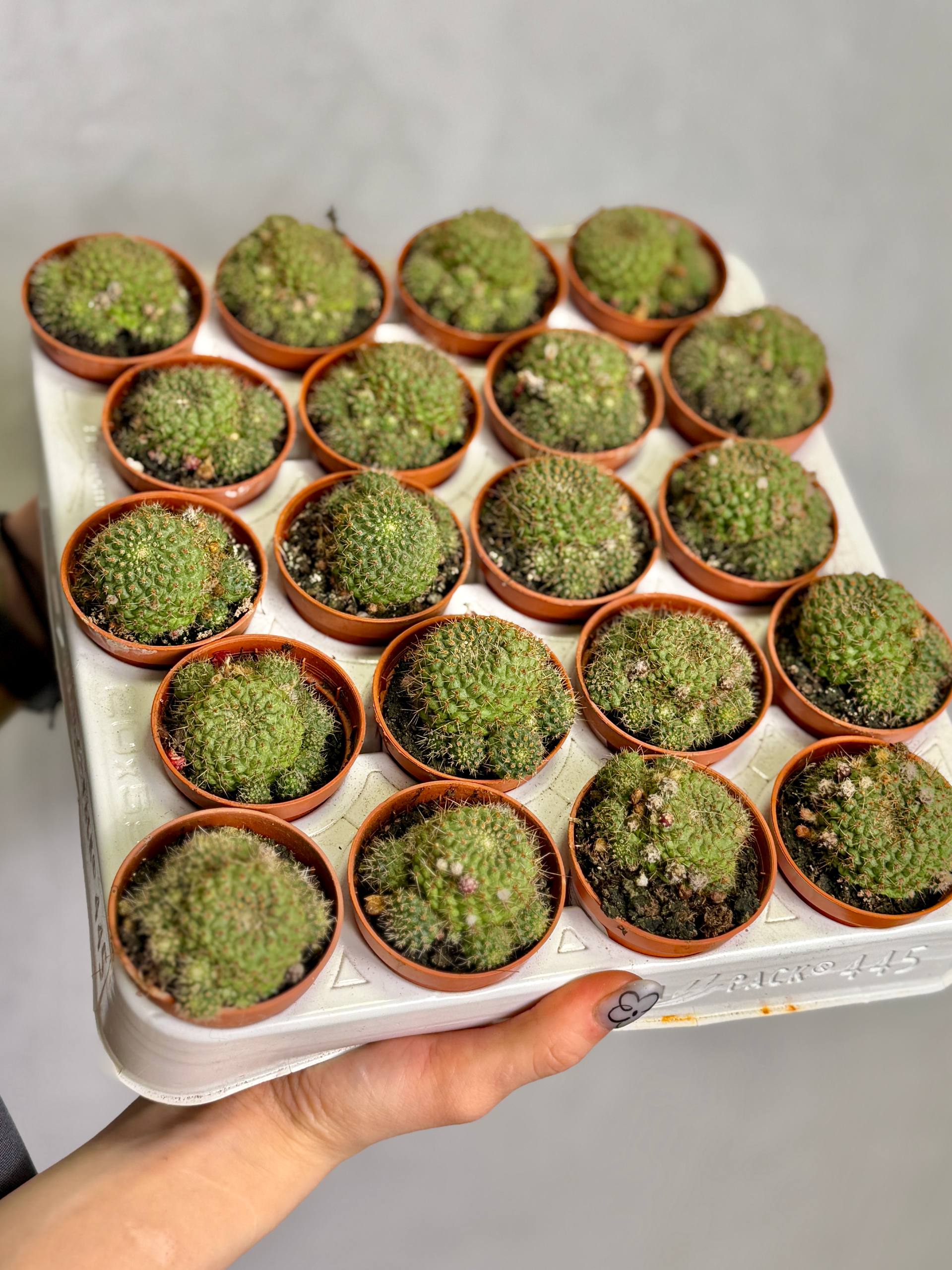 Ребуция Албиареолата, или Белоареоловая (Rebutia Albiareolata) D5см