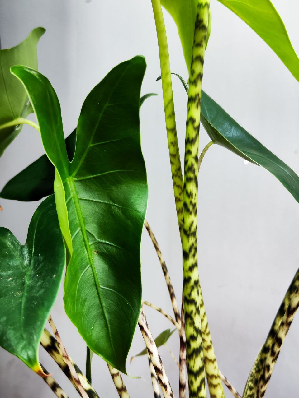 Алоказия Зебрина (Alocasia Zebrina) D21см