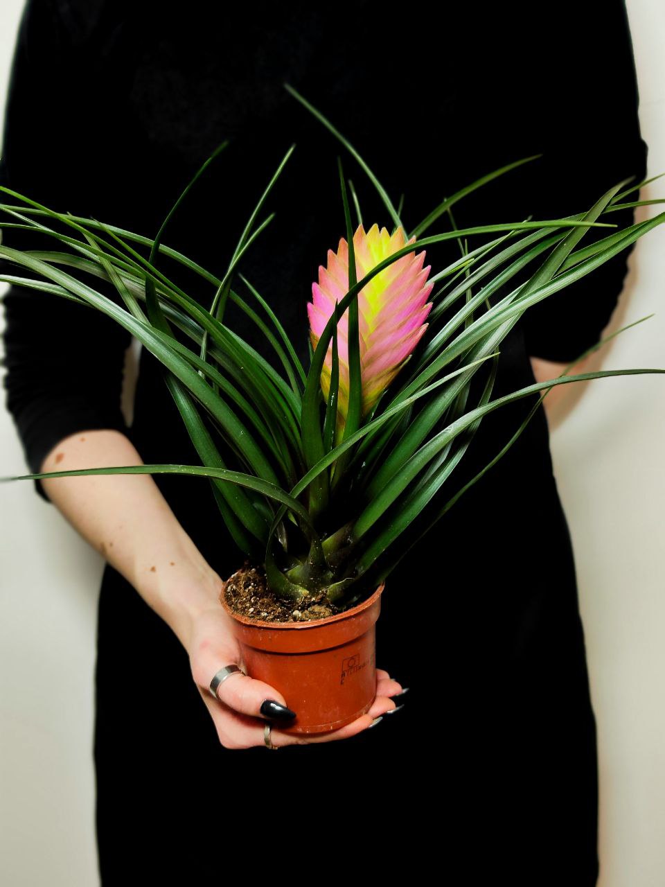 Тилландсия Цианея Анита (Tillandsia Cyanea Anita) D9см