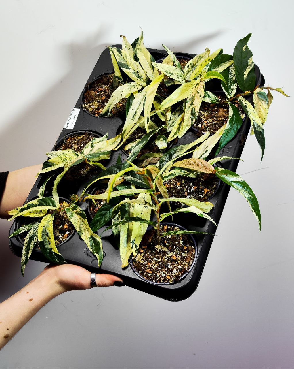 Фикус Сагитата Вариегата Пинк (Ficus Sagittata Variegata Pink) D9см