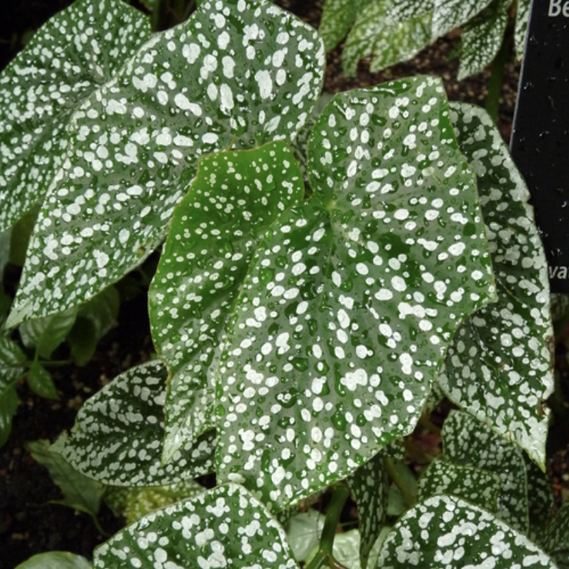 Бегония Сноу Кап (Begonia Snowcap) D8см
