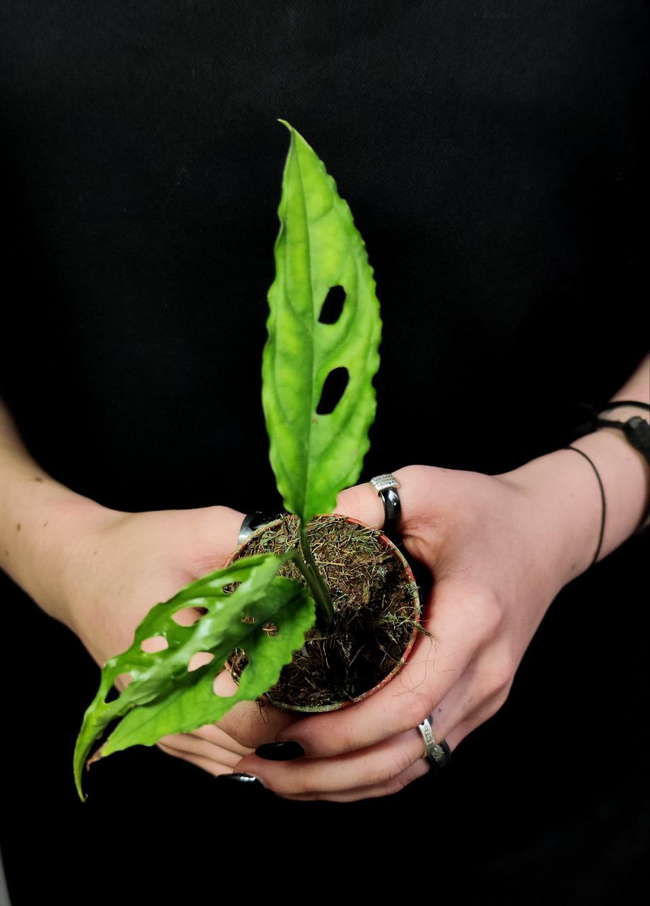 Монстера Обликва Перу (Monstera Obliqua Peru) D6см