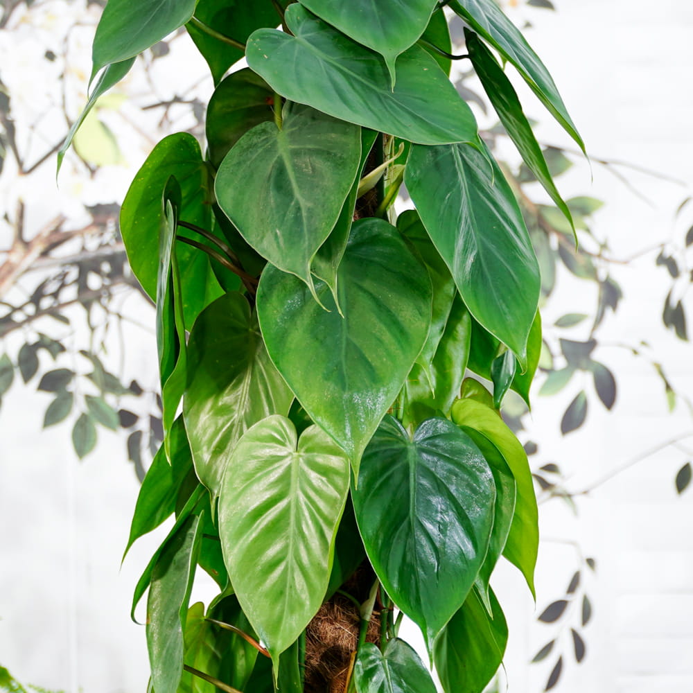 Филодендрон Сканденс Зеленый (Philodendron Scandens Green) D6см
