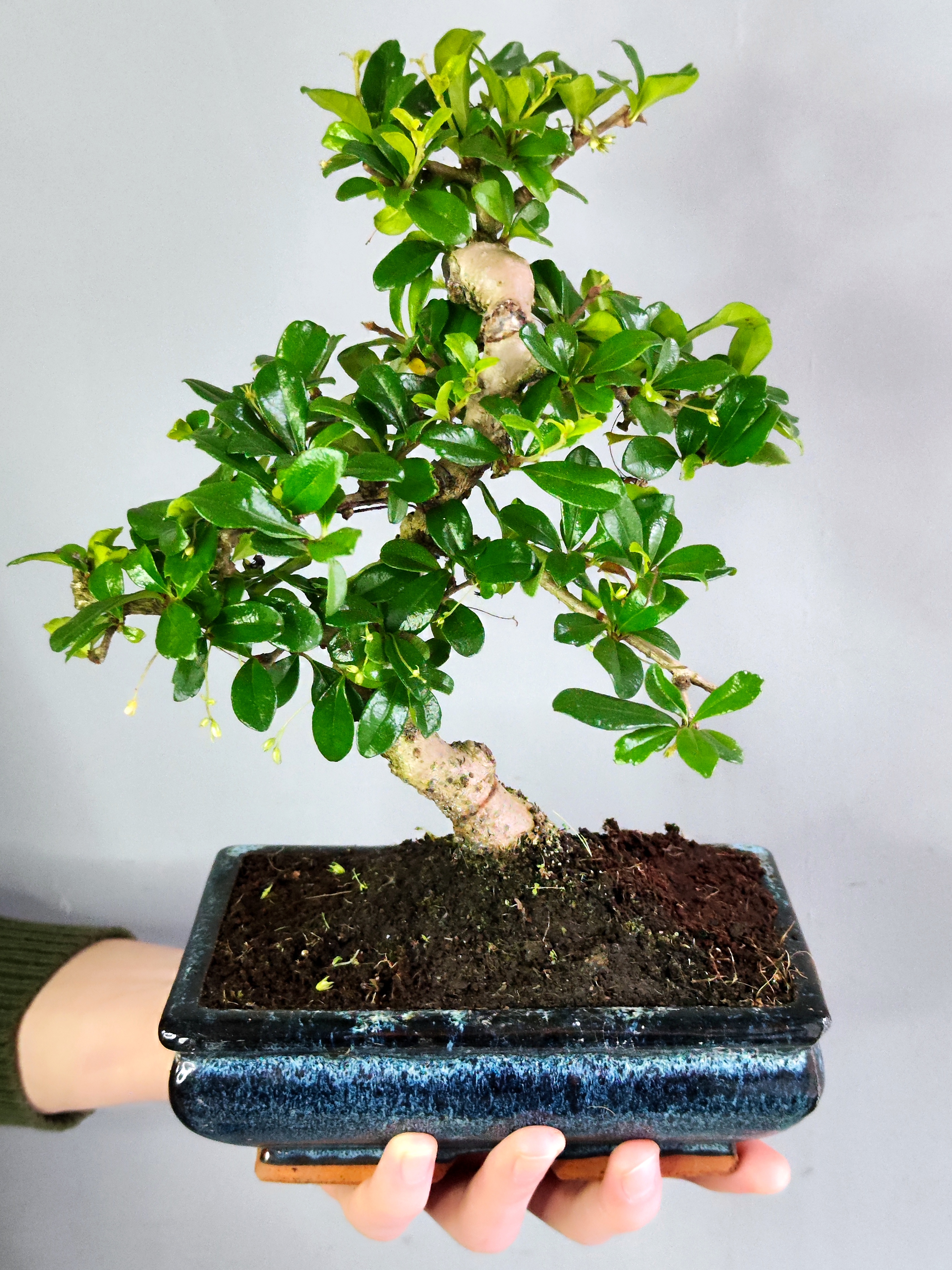 Бонсай Кармона Мелколистная (Carmona Microphylla) D20см