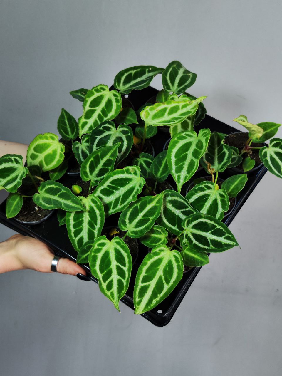 Антуриум Кристал Хоуп (Anthurium Crystal Hope) D6см