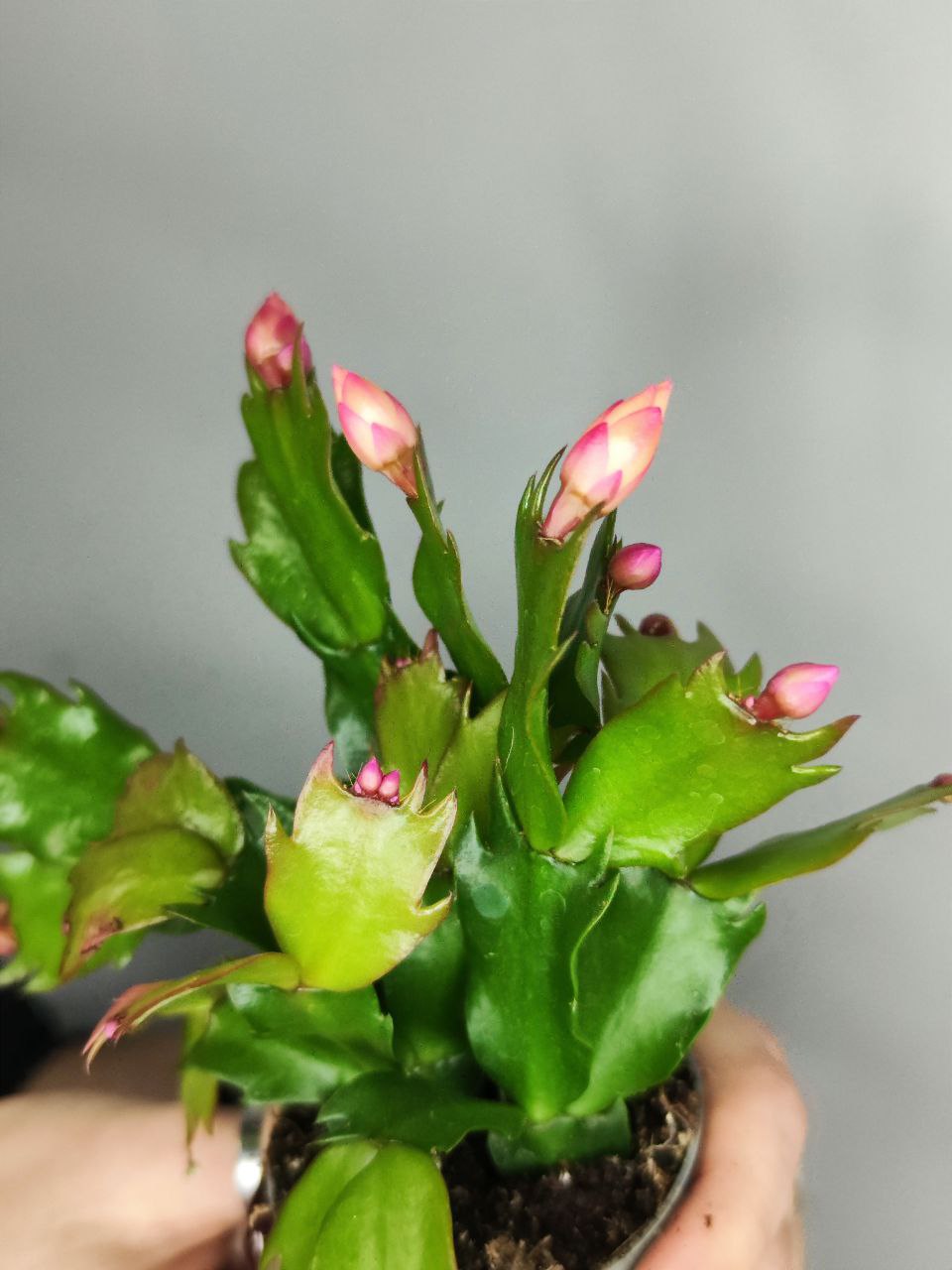 Декабрист Желтый, или Шлюмбергера (Schlumbergera Tendenza Yellow) D6см