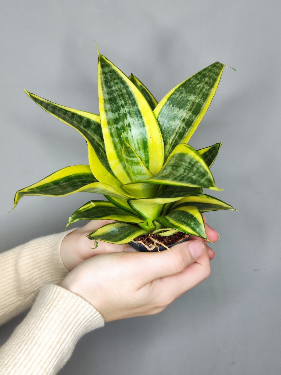 Сансевиерия Ханни Голден (Sansevieria Hahnii Golden) D6см