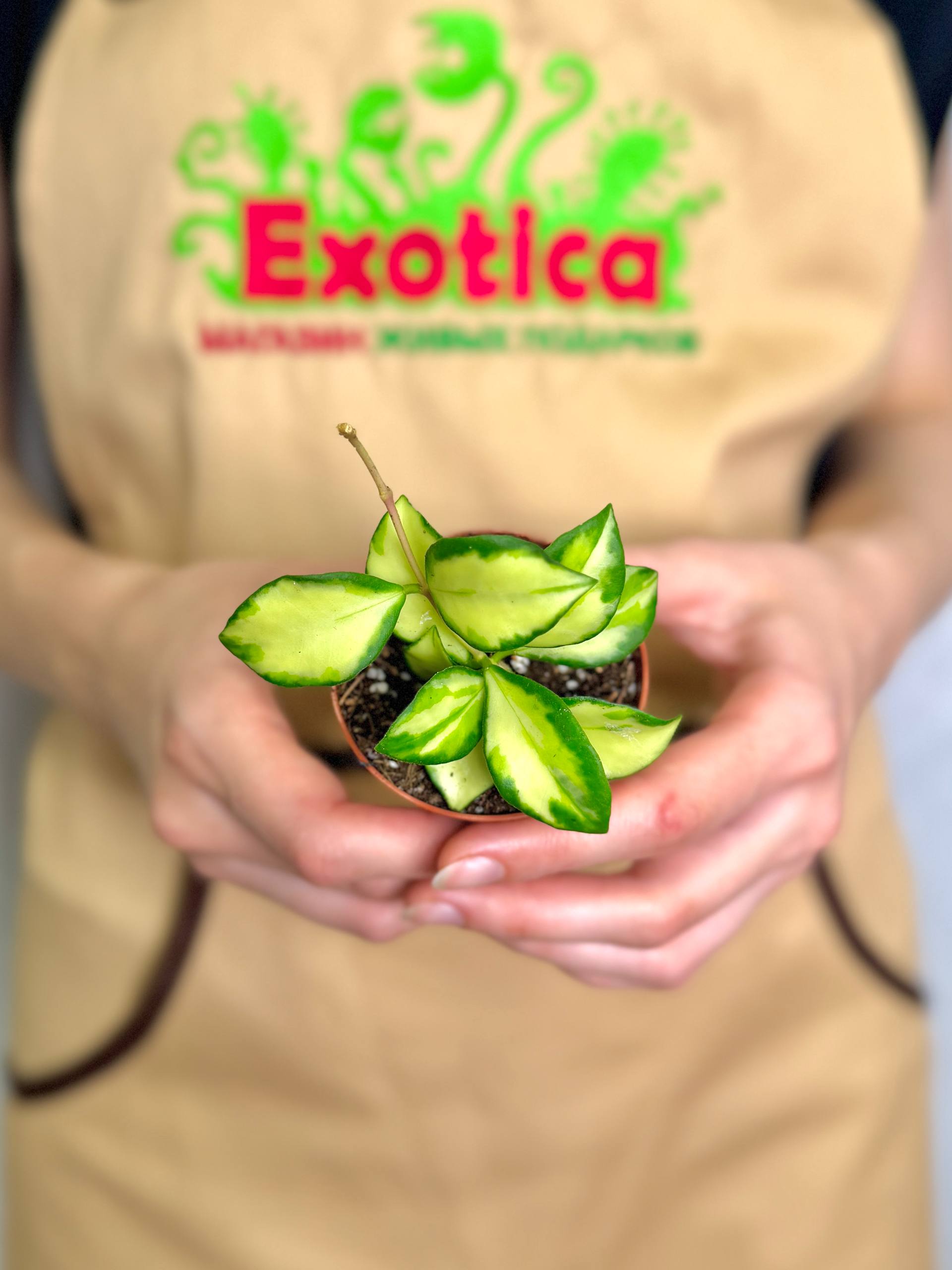 Хойя Хешкелиана Вариегатная (Hoya Heuschkeliana Variagata) D6см