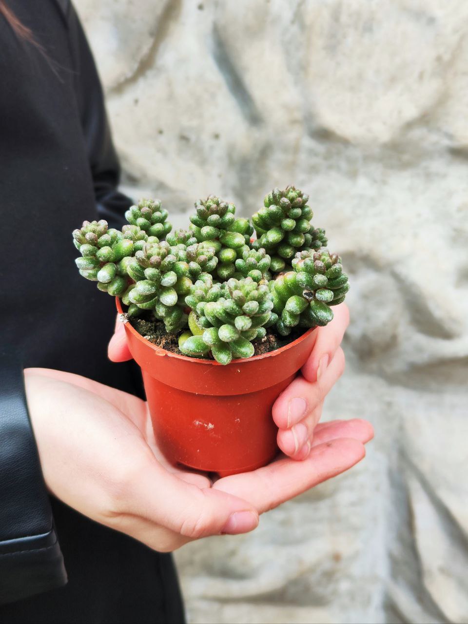 Седум Хернандеса (Sedum Hernandezii) D8,5см