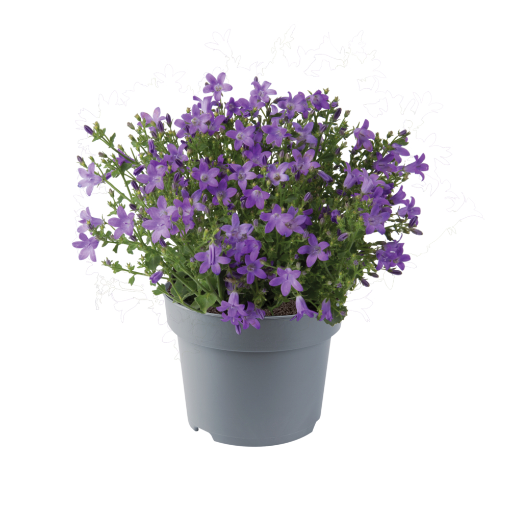 Комнатный цветок Колокольчик, или Кампанула (Campanula) D11см