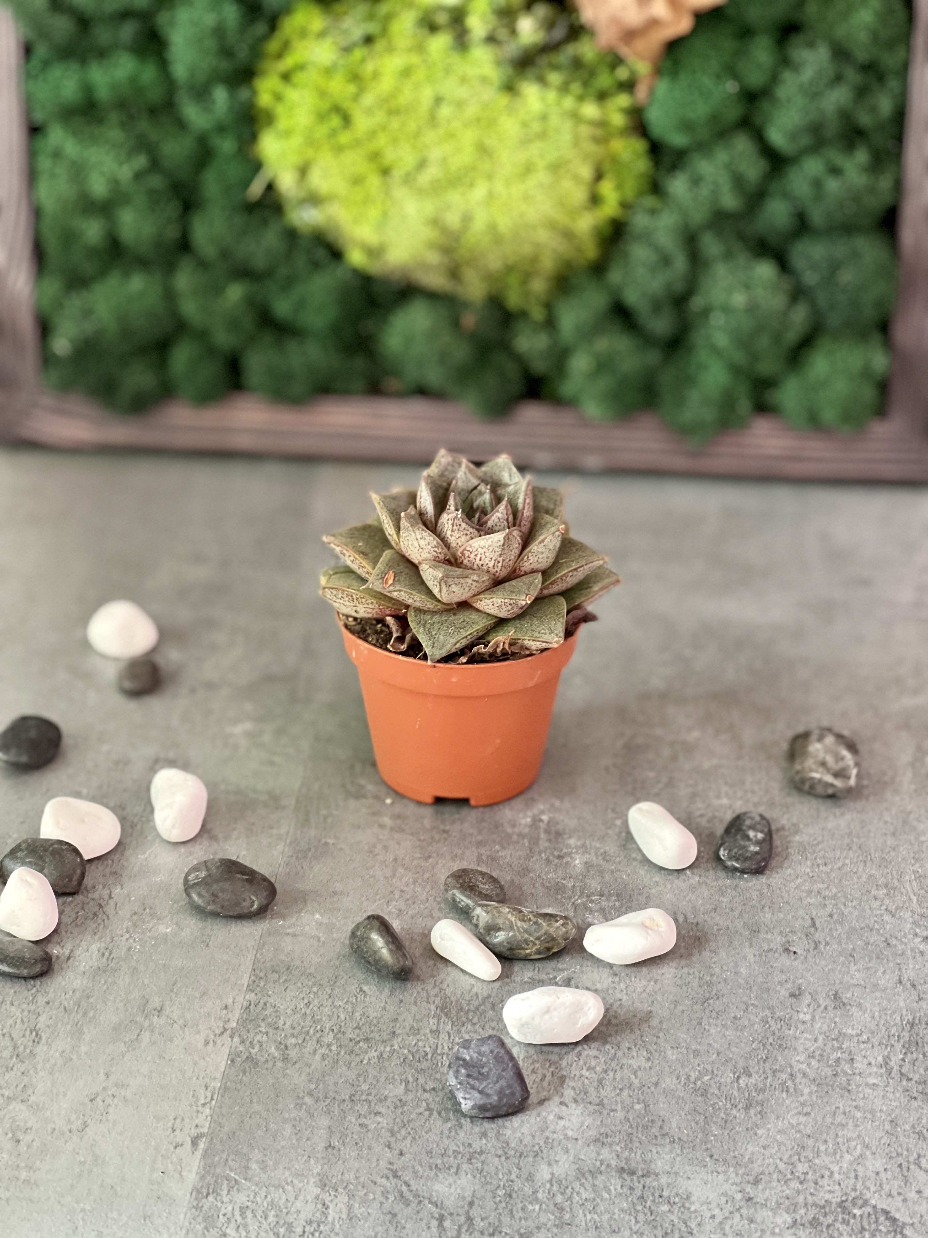Эхеверия Пурпузорум (Echeveria Purpusorum) D5см