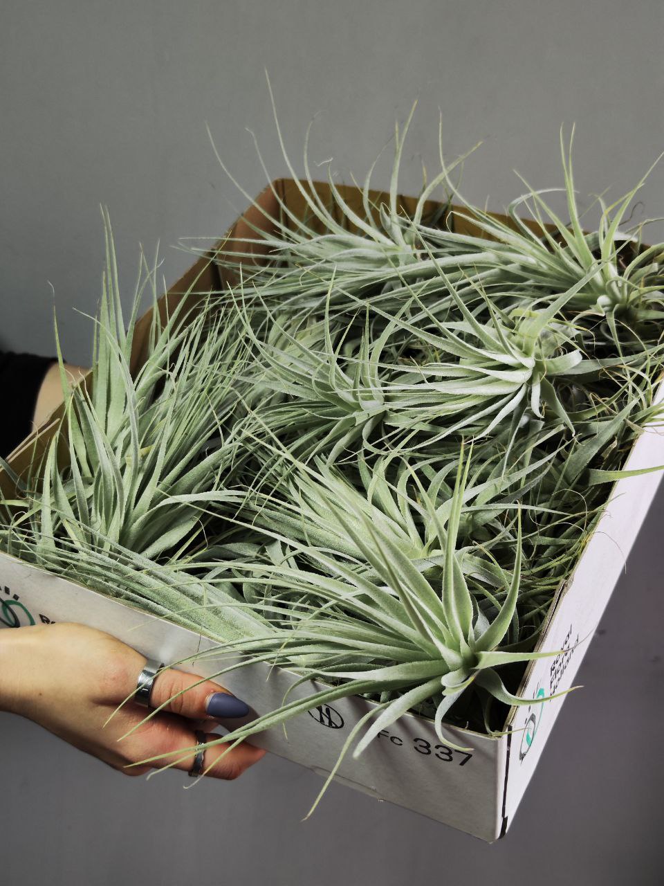Тилландсия Гарденера (Tillandsia Gardneri)