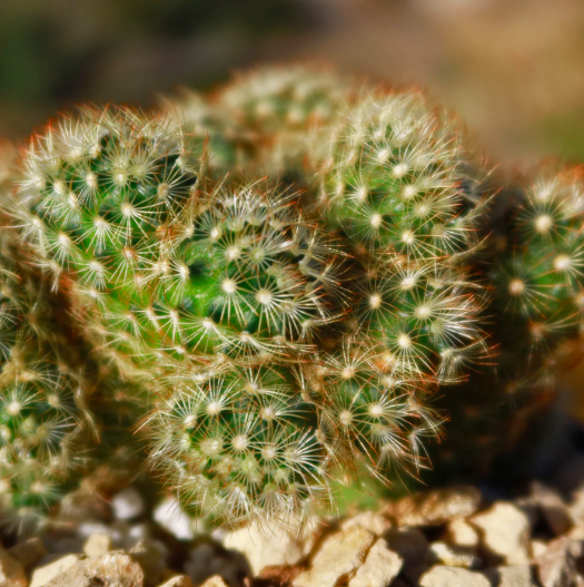 Кактус Маммиллярия Кристата Микс (Cactus Mammillaria Crestata Mix) D5см