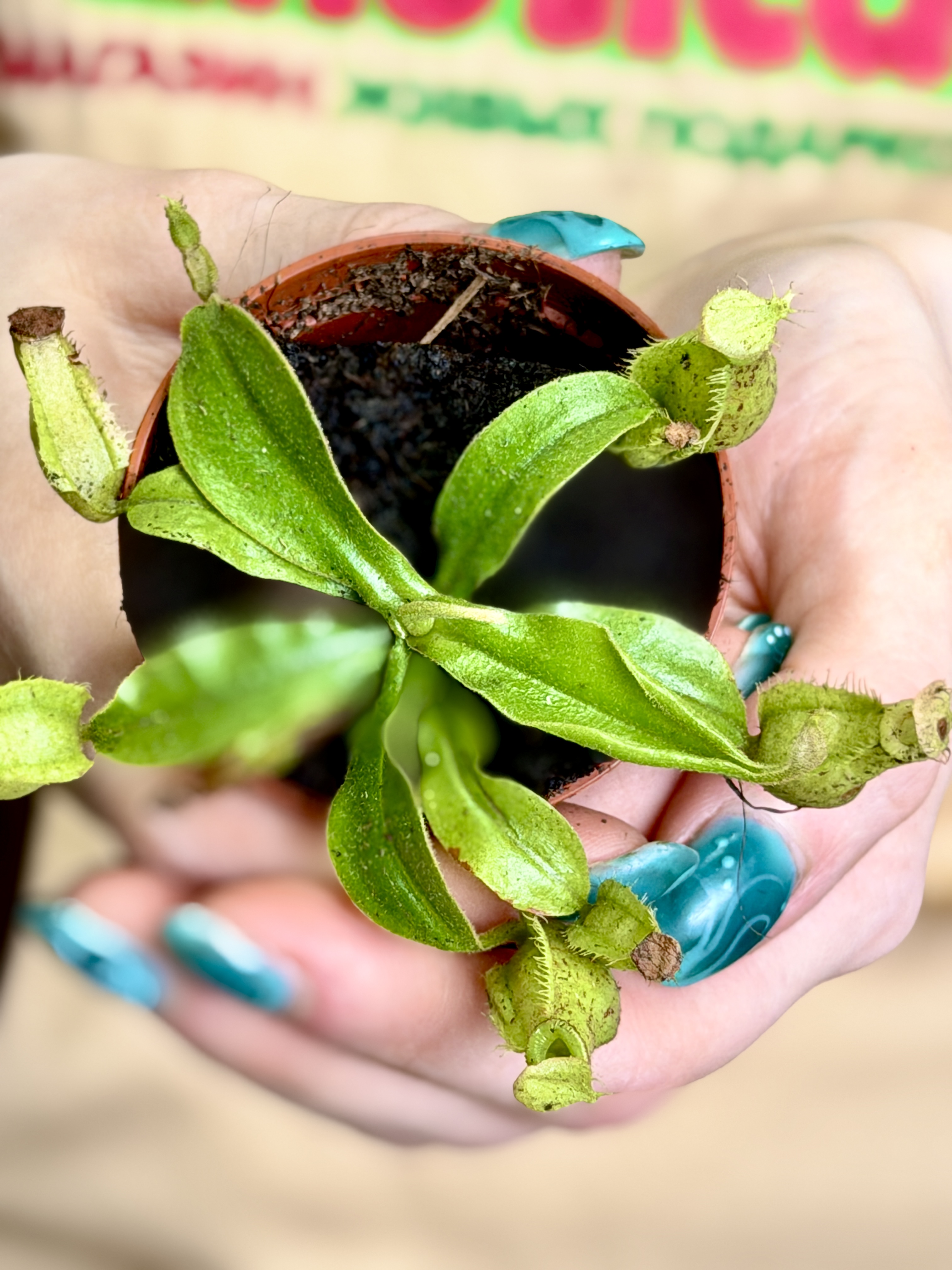 Непентес Хукериана Мини (Nepenthes Hookeriana Mini) D5см