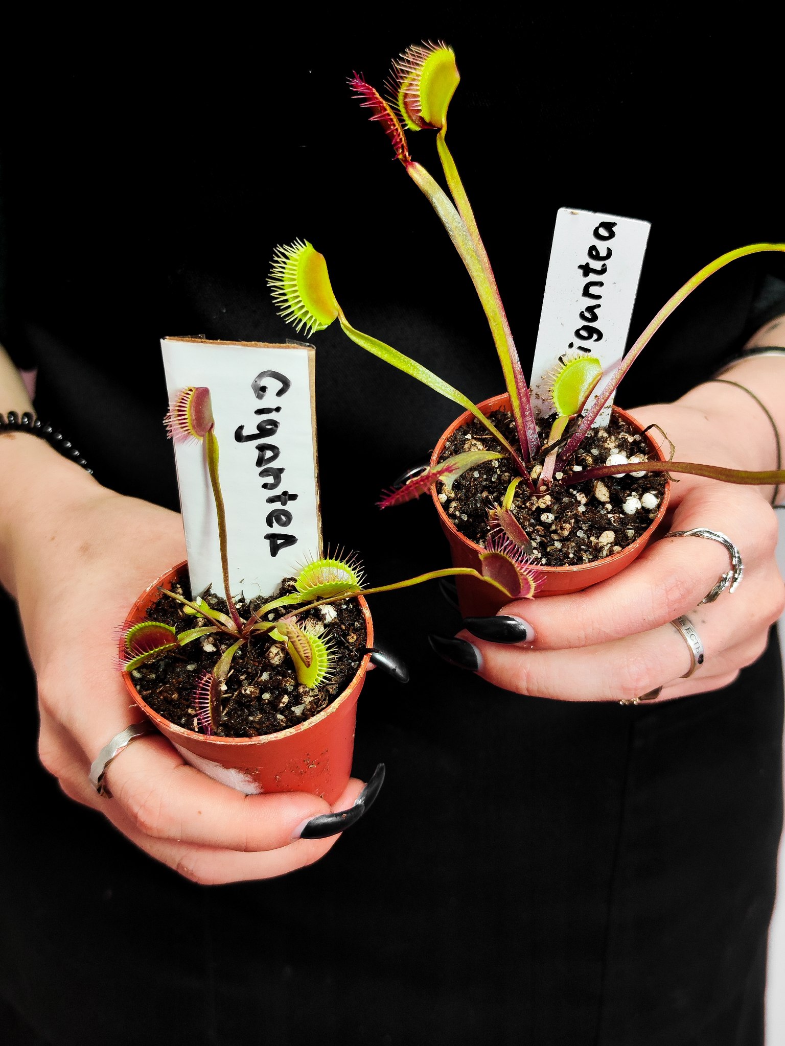 Венерина Мухоловка Гигантская (Dionaea Muscipula Gigantea) D5см