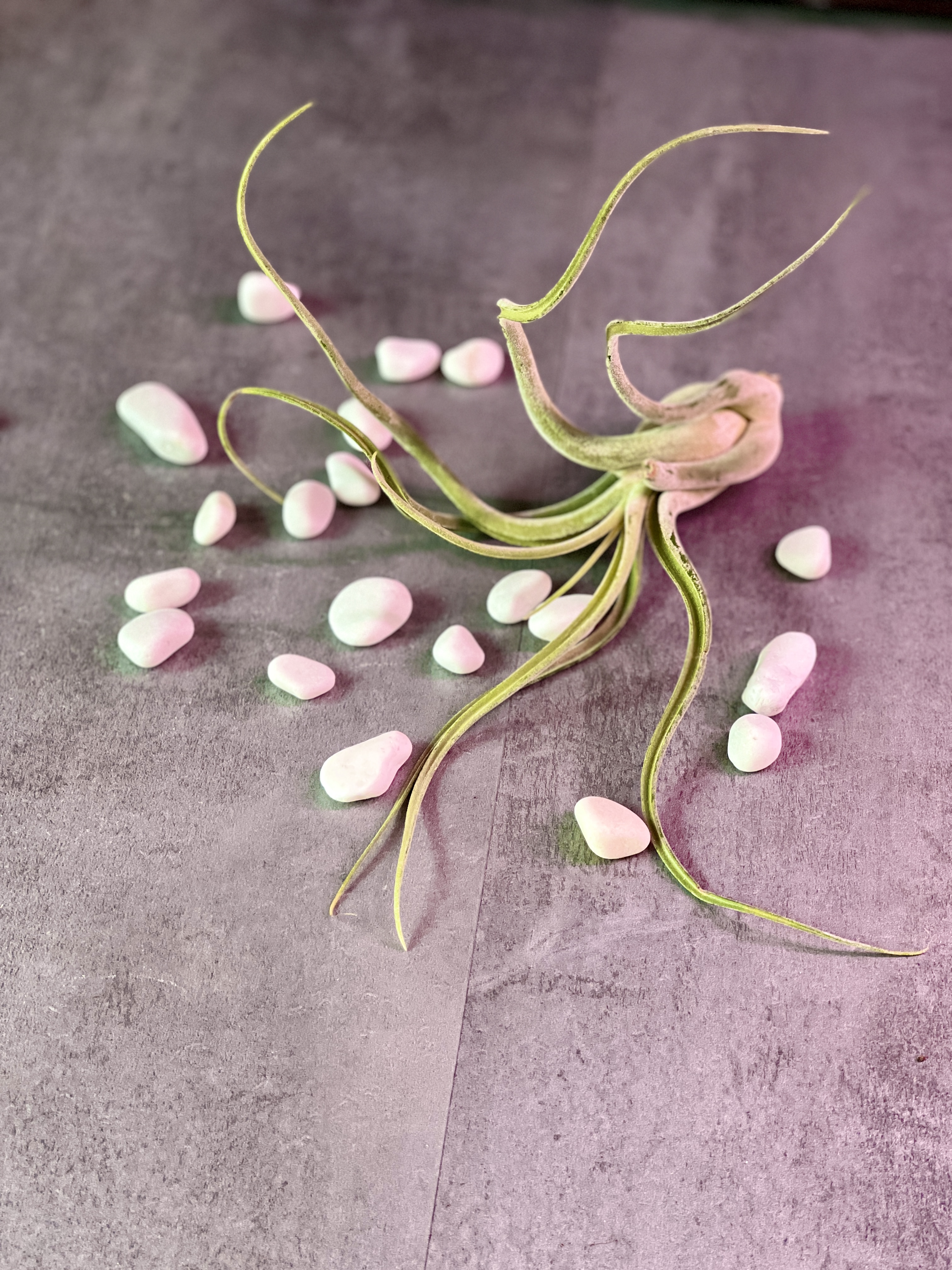 Тилландсия Голова Медузы (Tillandsia Caput Medusae)